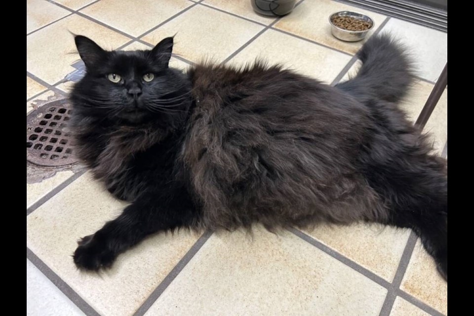 Pekoe the cat takes a load off. | BC SPCA West Vancouver 