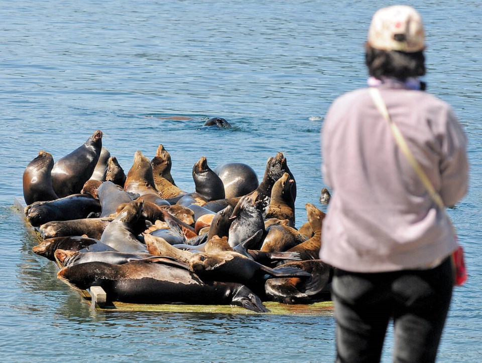 web1_sea-lions-at-garrow-bay-01