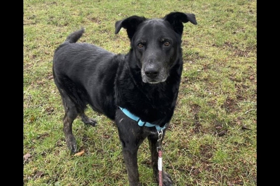 Despite signs of frustration like chewing through his toys and blankets, Otto remains as affectionate as ever and loves snuggling with humans. | BC SPCA West Vancouver 