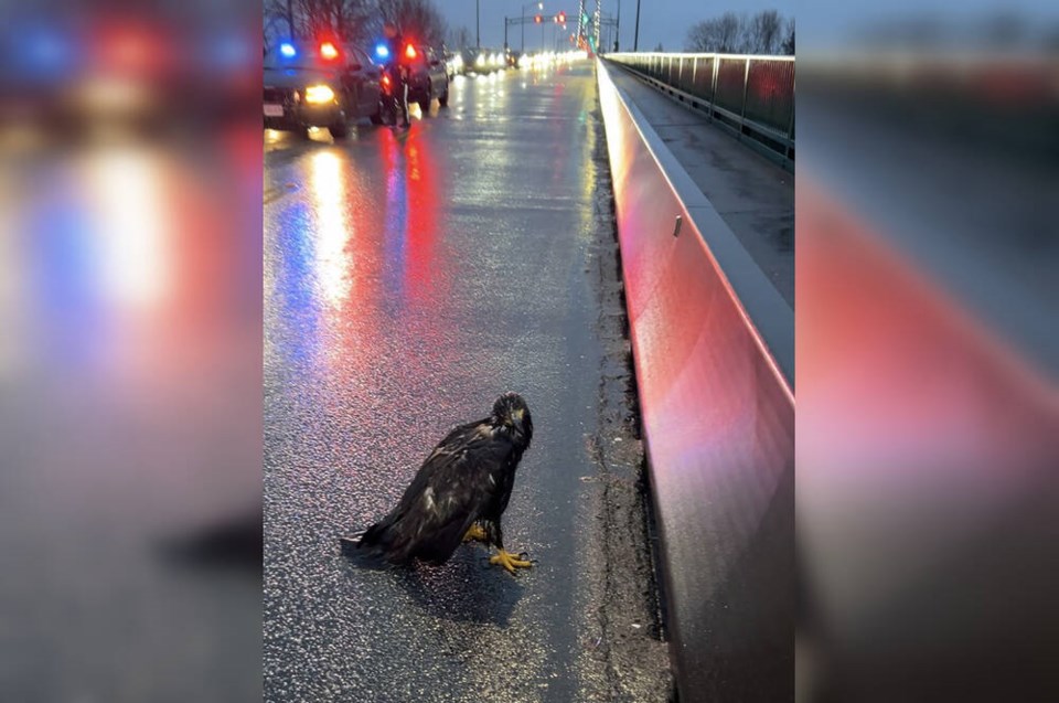 Injured eagle rescued from suspect who reportedly planned to eat it