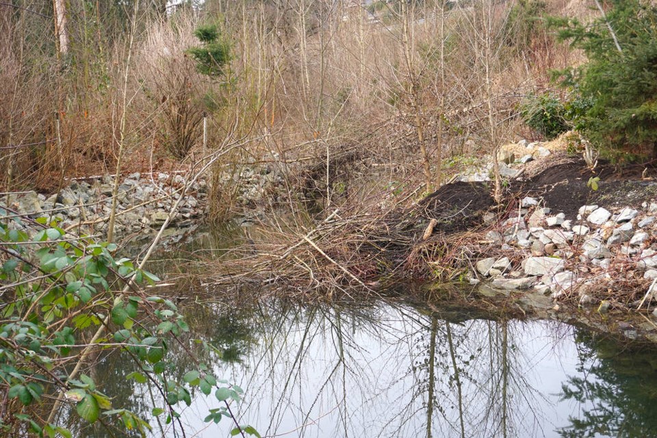 A partially built beaver lodge sits in a newly built dam next to Highway 1 in North Vancouver. | Brent Richter / North Shore News 