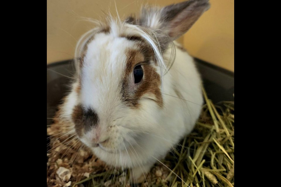 Olive and her fabulous hairstyle are looking for a bunny-experienced home that can show her the ropes and build her confidence up a bit. | BC SPCA West Vancouver 