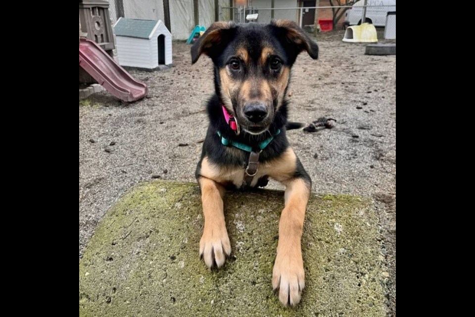 Ricky can be shy around new people, but becomes playful once she bonds with you. | BC SPCA West Vancouver