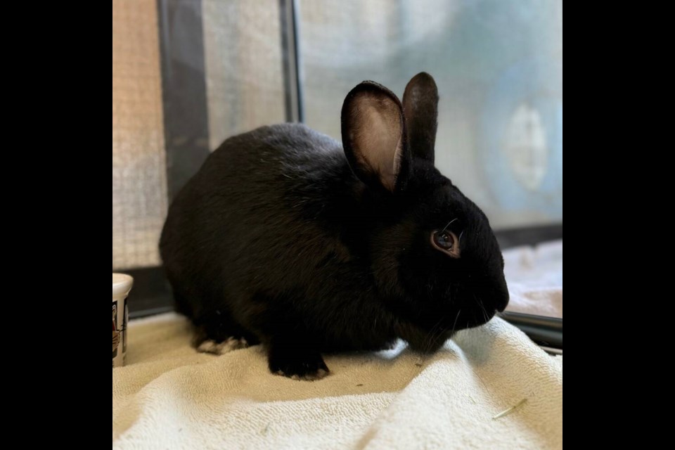 This timid yet lovable bunny has a quiet charm that blossoms once Bernie feels safe. | BC SPCA West Vancouver