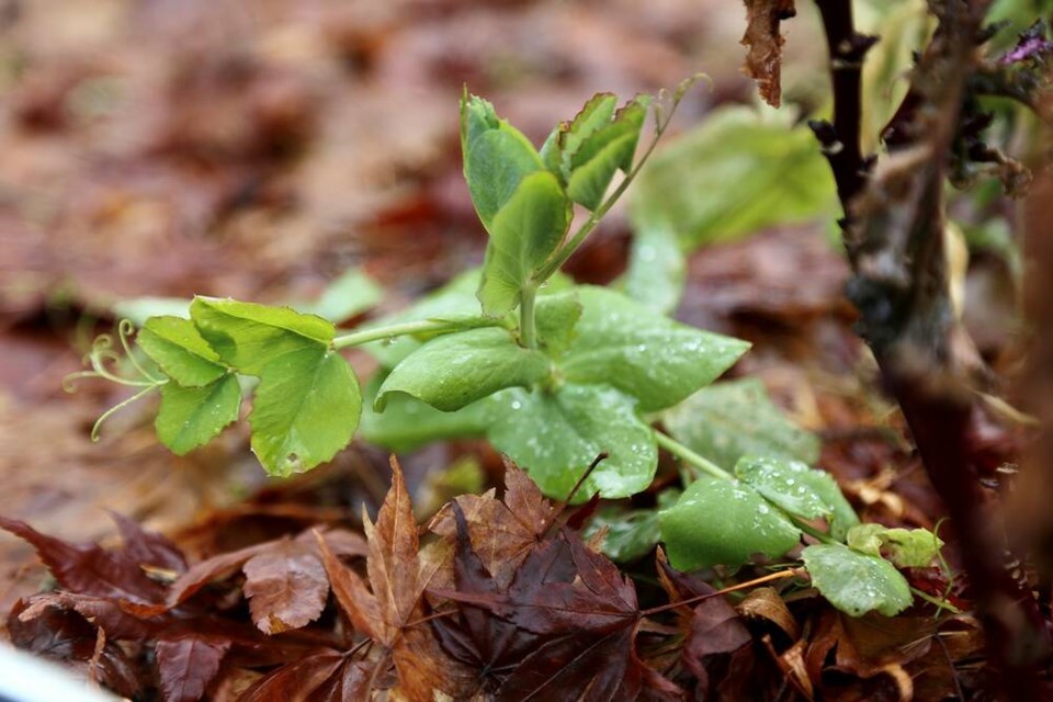 February peas descended from sub-polar North England, pressing on through the ice and snow. | Laura Marie Neubert 