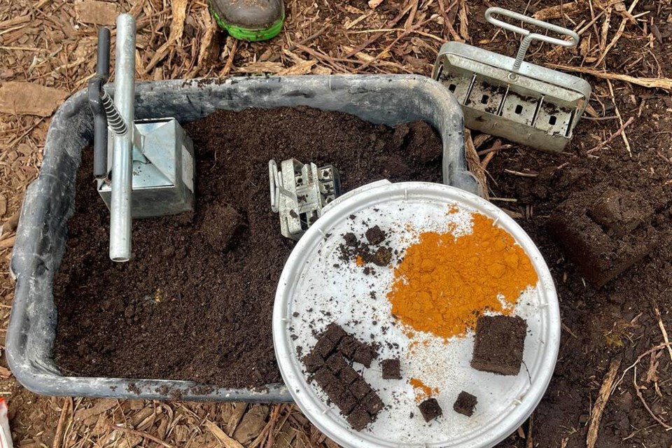 Fungal dominant worm castings help create the biological glue that holds Terra Flora Soilwork’s living soil blocking formulation together. | Laura Marie Neubert 