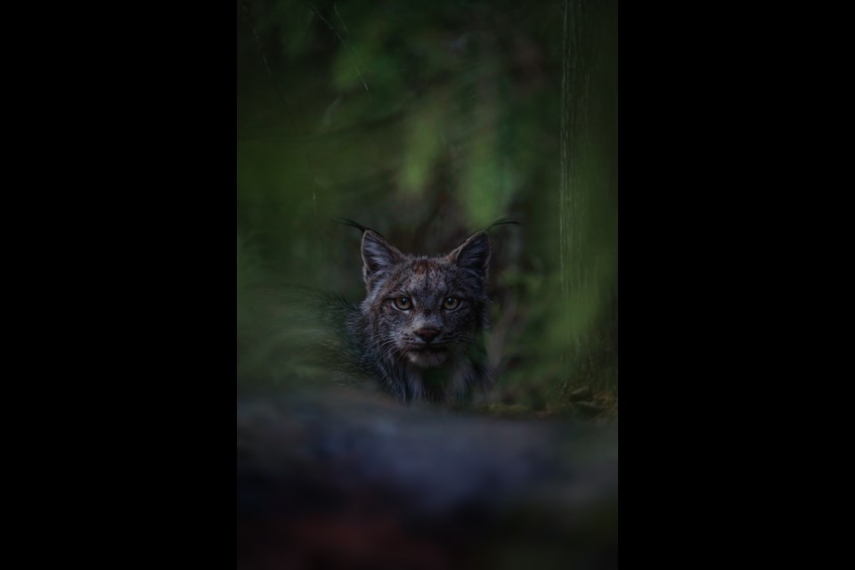 Lynx Encounter - Photo by Atikokan photographer Alan Poelman named Canadian Geographic's Canadian Photographer of the Year for 2022.