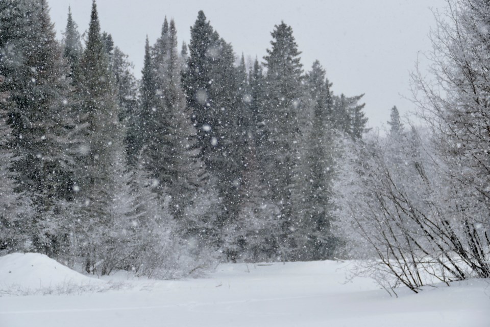 Forest around Mud Lake near Hudson (photo courtesy Lesley Starratt)