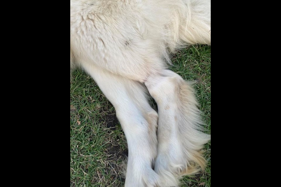 Julie Ann Fedorak took a photo of her neighbor's dog who she alleges is being abused by owners (Photo submitted by Julie Ann Fedorak)