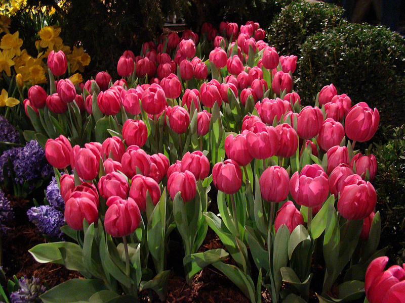 Bed of pink tulips | Oakville News