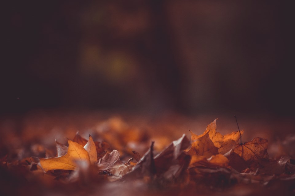 fallen-leaves-kristian-seedorff-unsplash