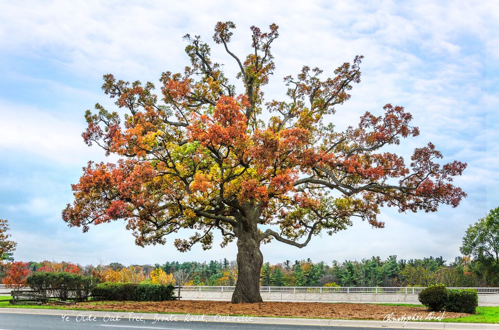 Tree Lady |  Photo credit: Christopher Dias