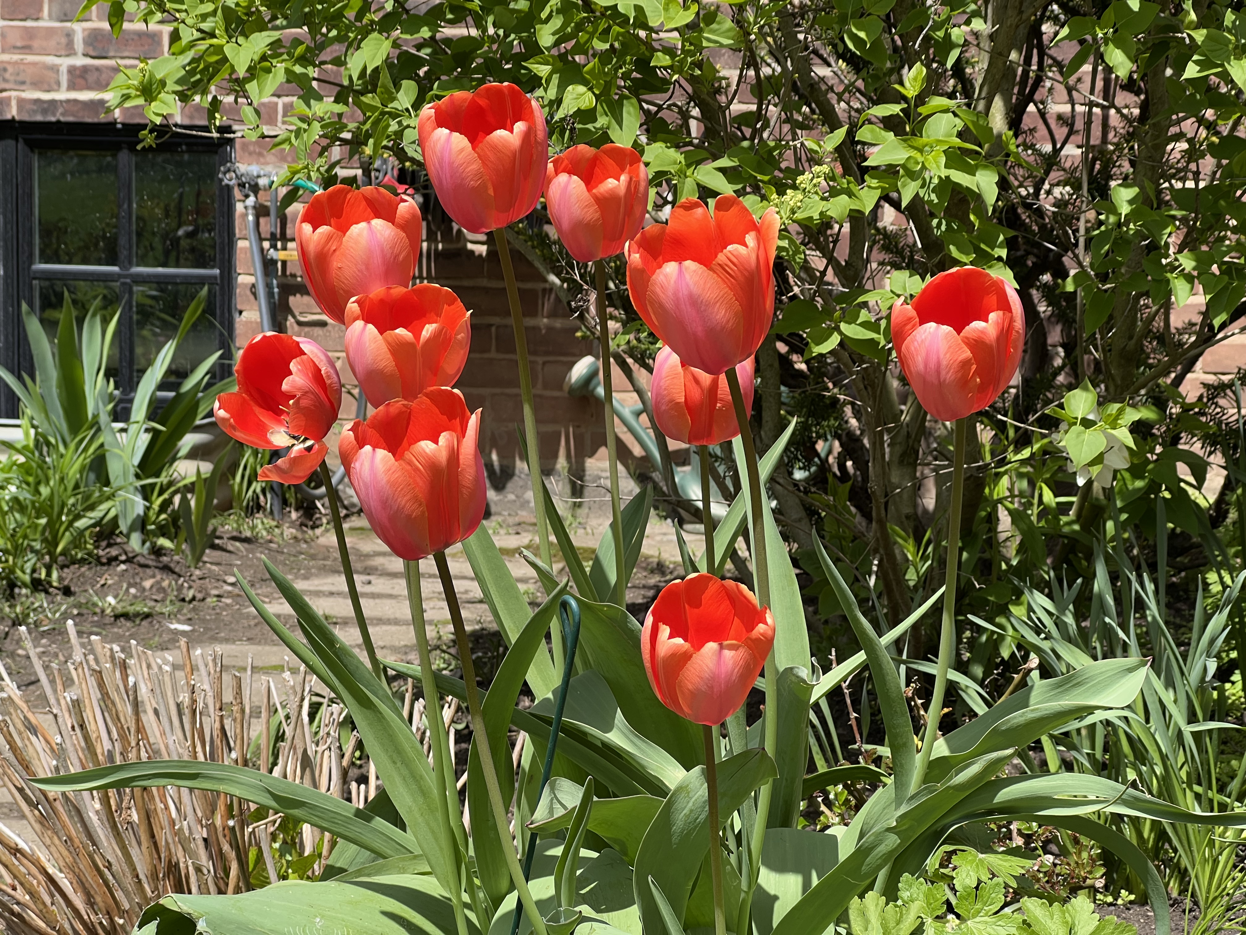 Tulips in bloom at St. Jude