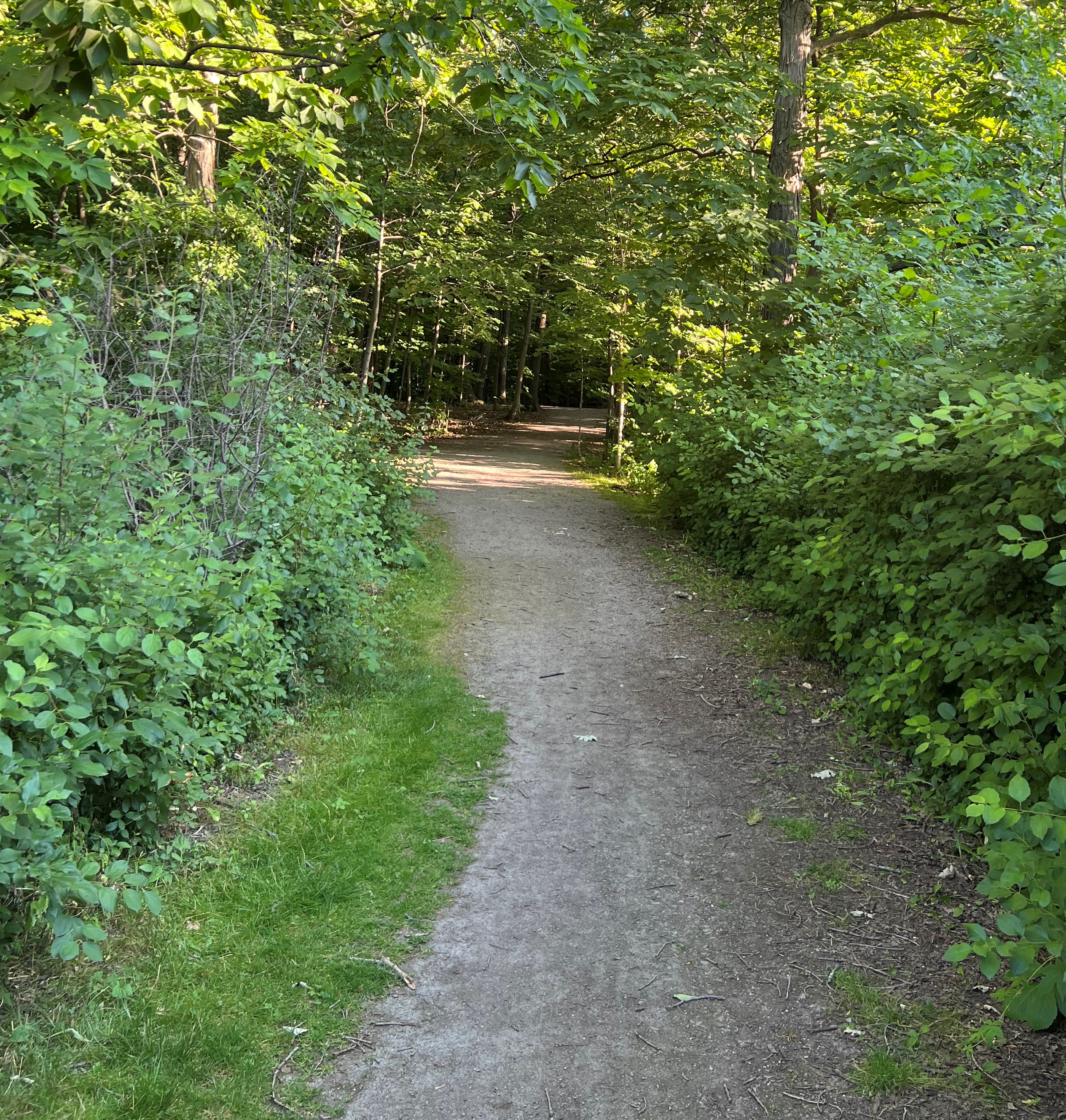 Black cougar sighted in McCraney Creek trails - Oakville News