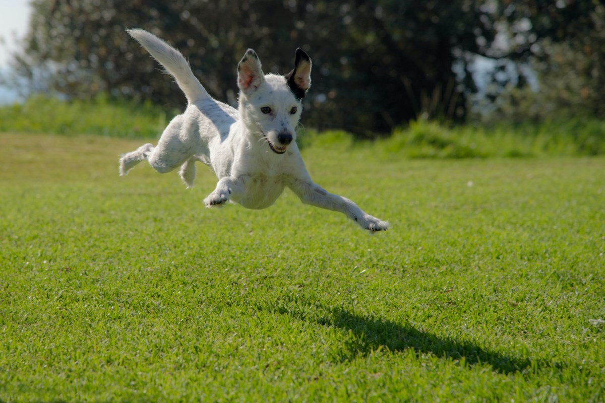 Prince George’s new dog park is now open