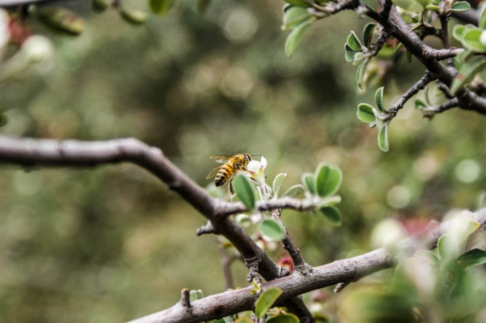 Fruit tree with bee