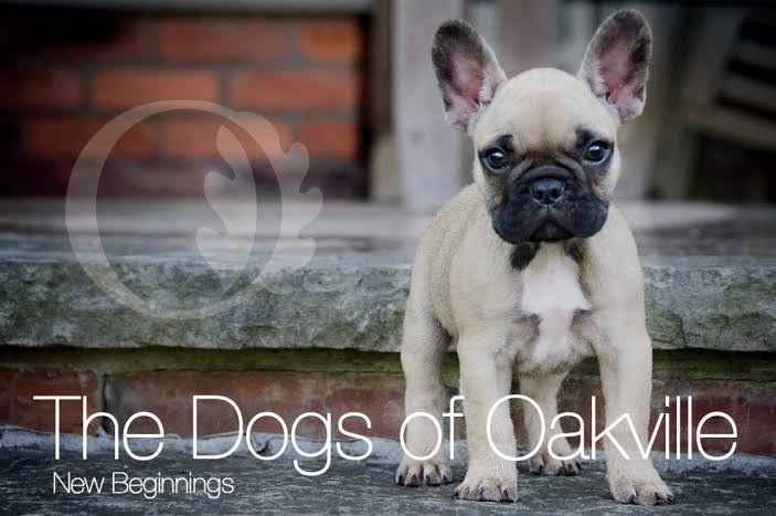 "Dogs of Oakville: New Beginnings" Book Cover | Maria Bell