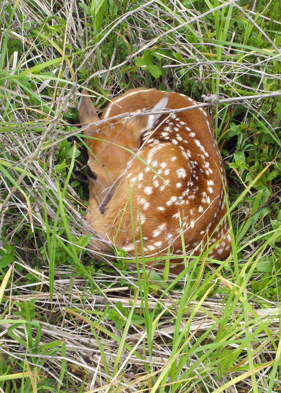 Fawn having a nap in the grass | Wisconsin Department of Natural Resources  -  Foter  -  CC BY-ND 2.0