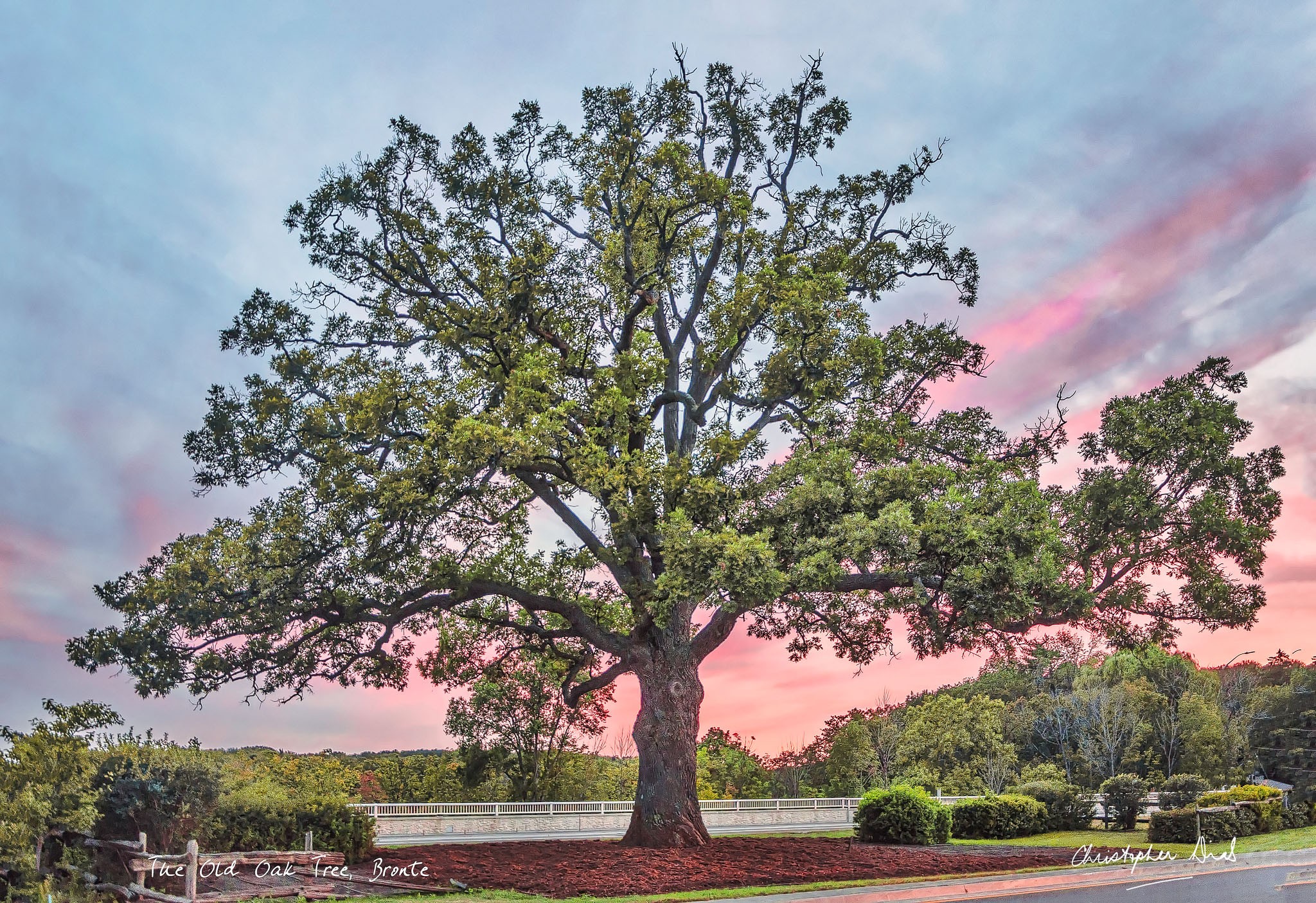 Tree Lady | Christopher Dias