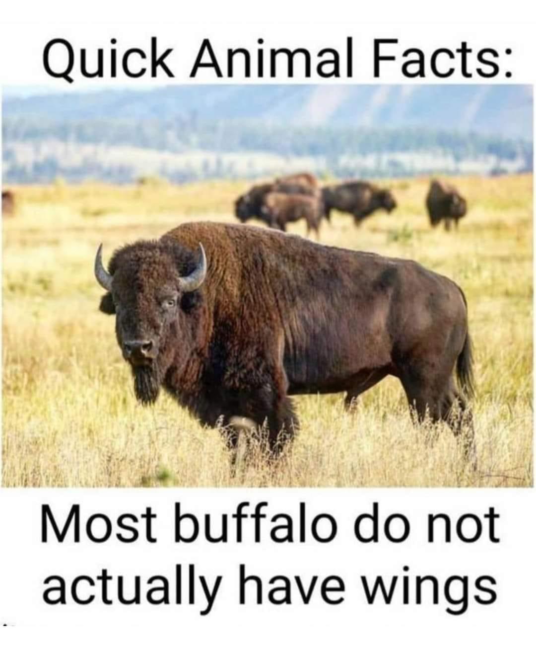 Buffalo Wings | Public Domain