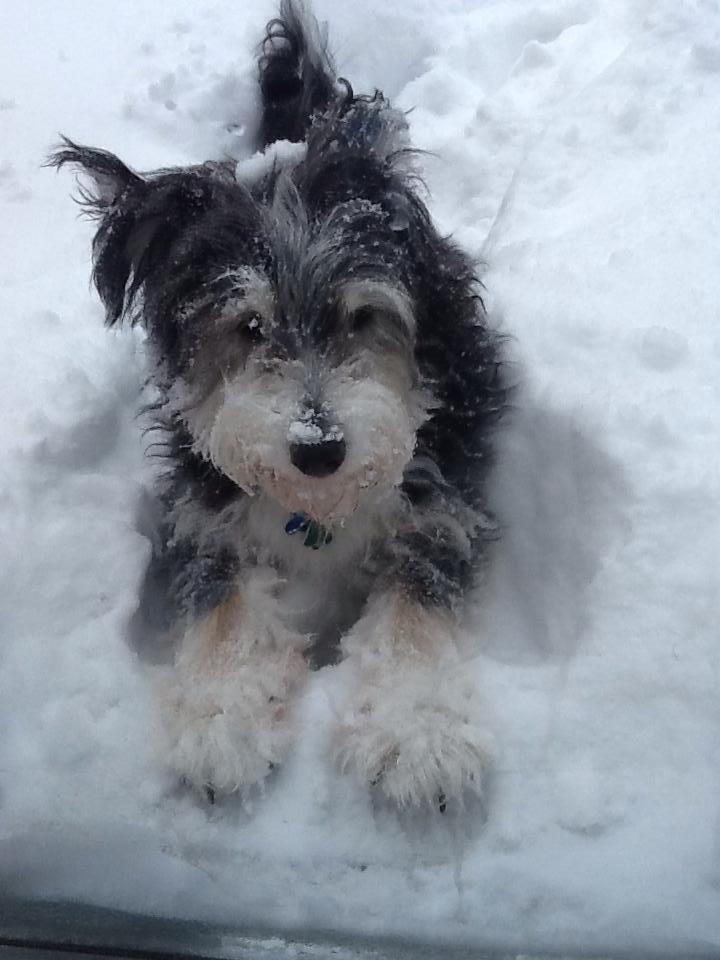 Kobe, Missing Dog, Collie Poodle Mix, January 9 2015, Oakville, Ontario | Savelson Family