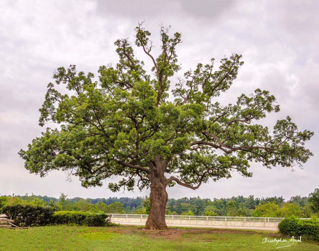 Tree Lady |  Photo credit: Christopher Dias