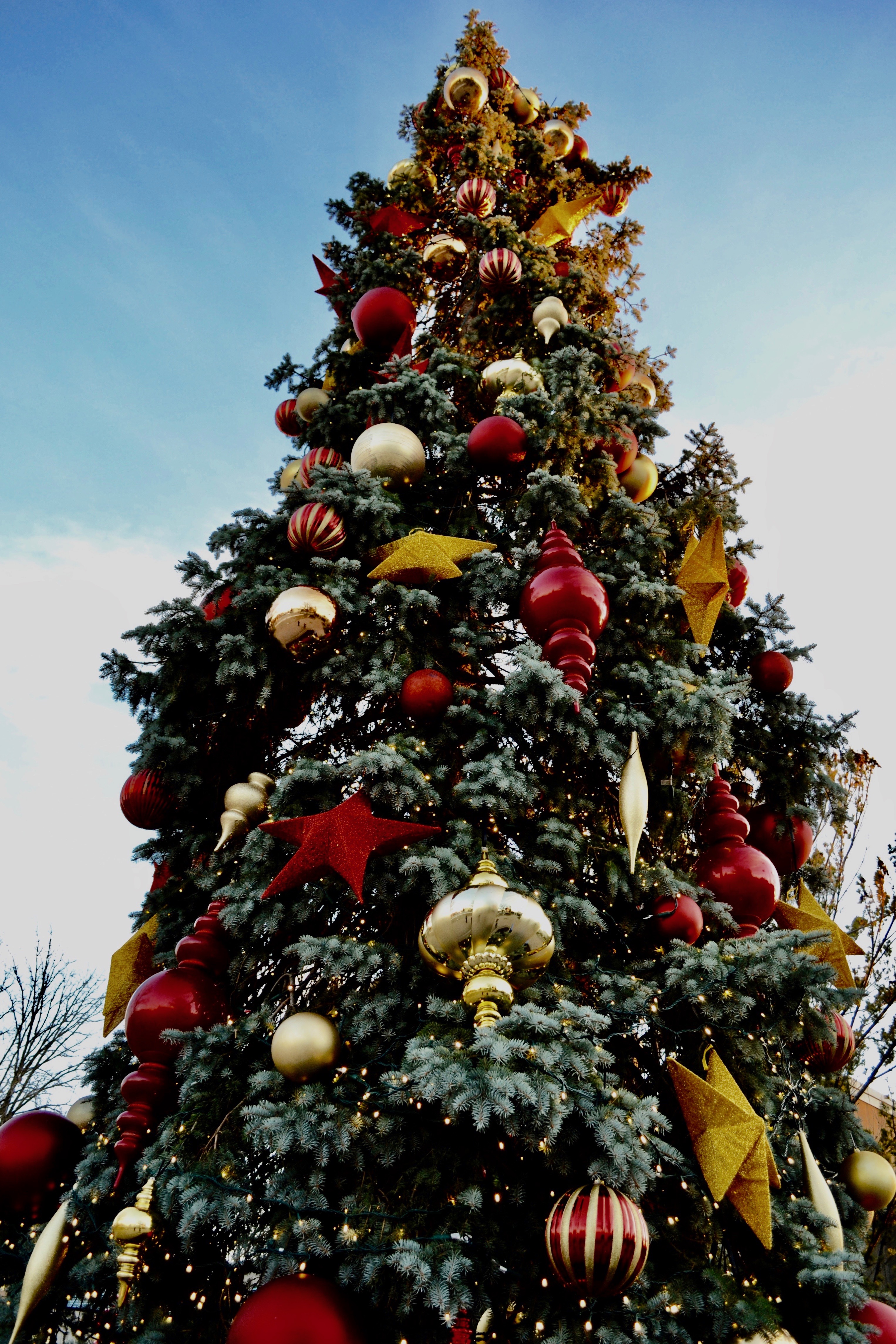 Christmas tree in Centennial Square. | Stephanie Grella