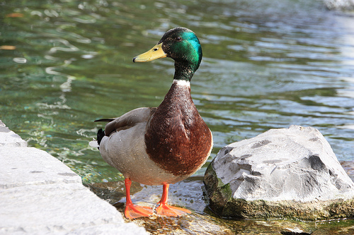 Duck by Water, Oakville News