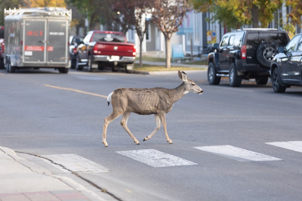 sa-deer-at-a-crosswalk-bwc-0396-web