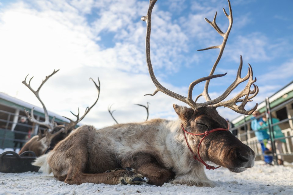 Reindeer lounge in their pen during the Millarville Christmas Market on Nov. 12. The event returned at full scale, with timed entry tickets selling out on the second weekend.