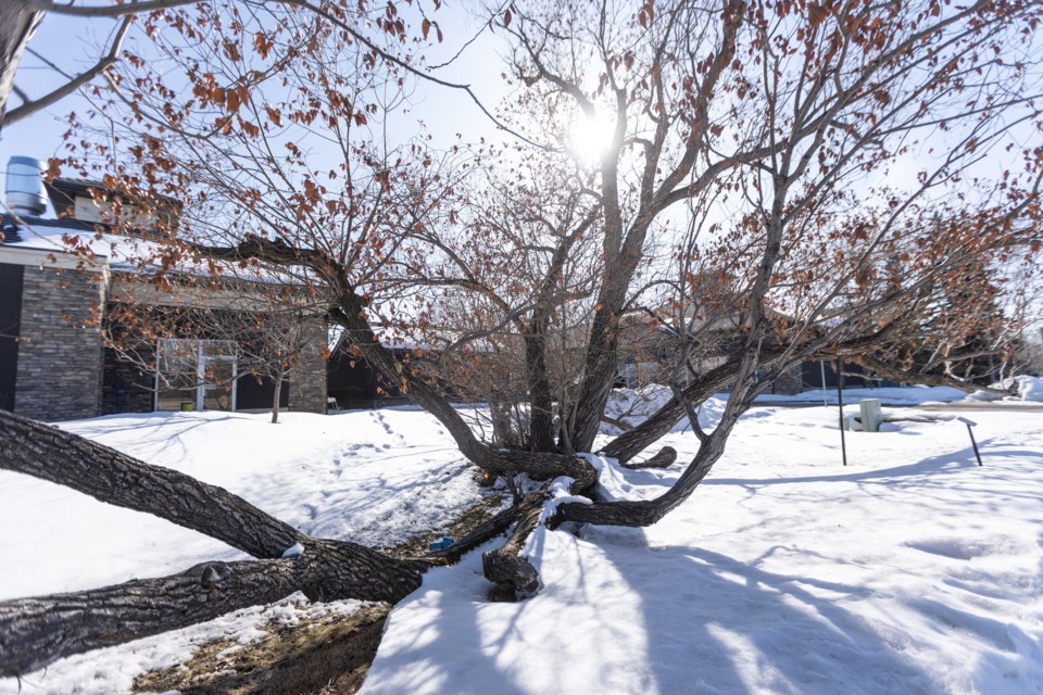 A heritage willow looms at the edge of a property along Riverside Drive in Okotoks on March 30, 2023.