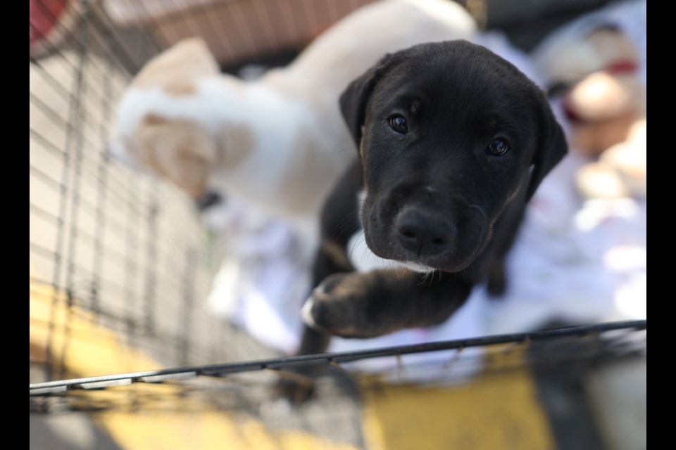 Two rescue puppies up for adoption, Otis (left) and Onyx, look out from their kennel during an event held by Pound Rescue along the Sheep River pathways in Okotoks on April 22.