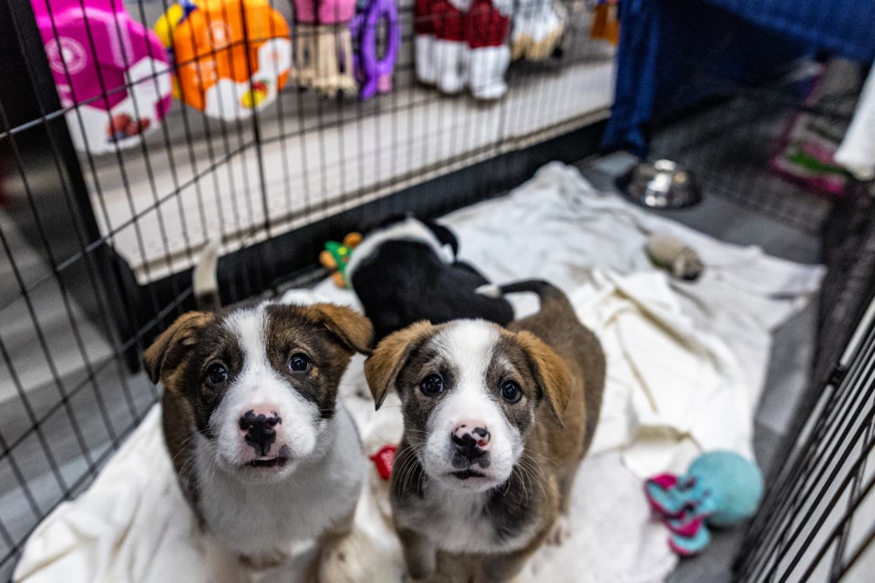 GALLERY Puppies And Kittens Looking For Fur Ever Homes Okotoks   Sa Pound Rescue Adopt A Thon Bwc 133415d ;w=960;h=640;bgcolor=000000