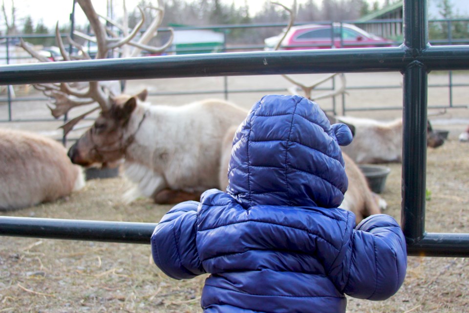 millarville-christmas-market-7