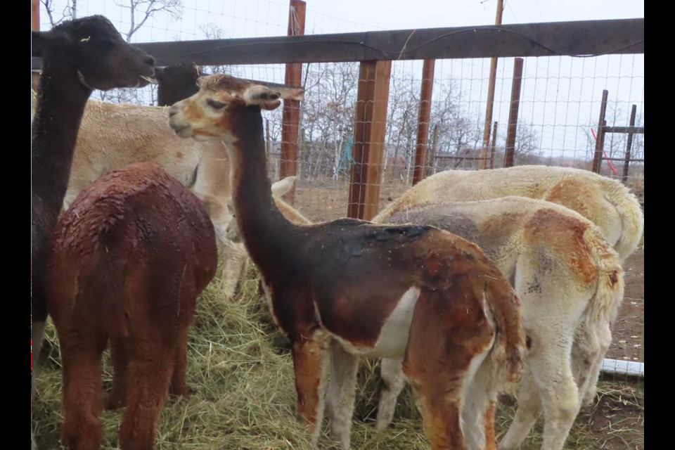 Alpacas can be seen with singed hair following a fire that destroyed a barn and killed several animals south of Millarville in October. 