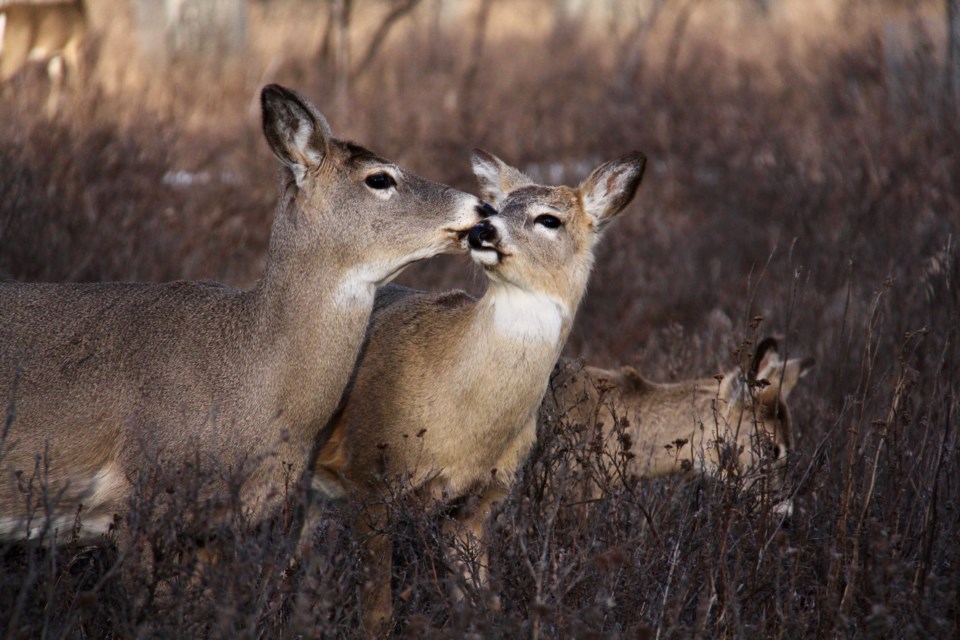 Alberta expert explains which deer live in town and which don't - The ...