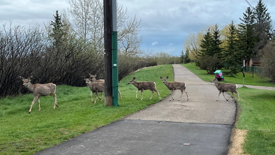 vg-deer-on-sheep-river-path