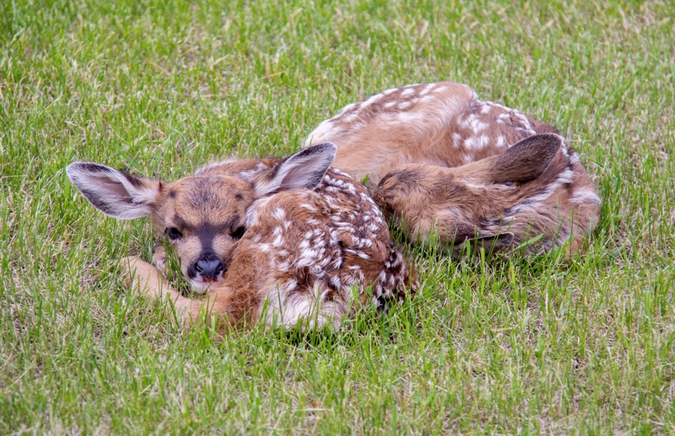 newborn-deer-okotoks