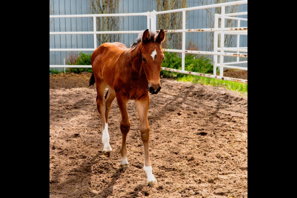 Spruce Meadows seeking names for three foals Okotoks & Foothills News