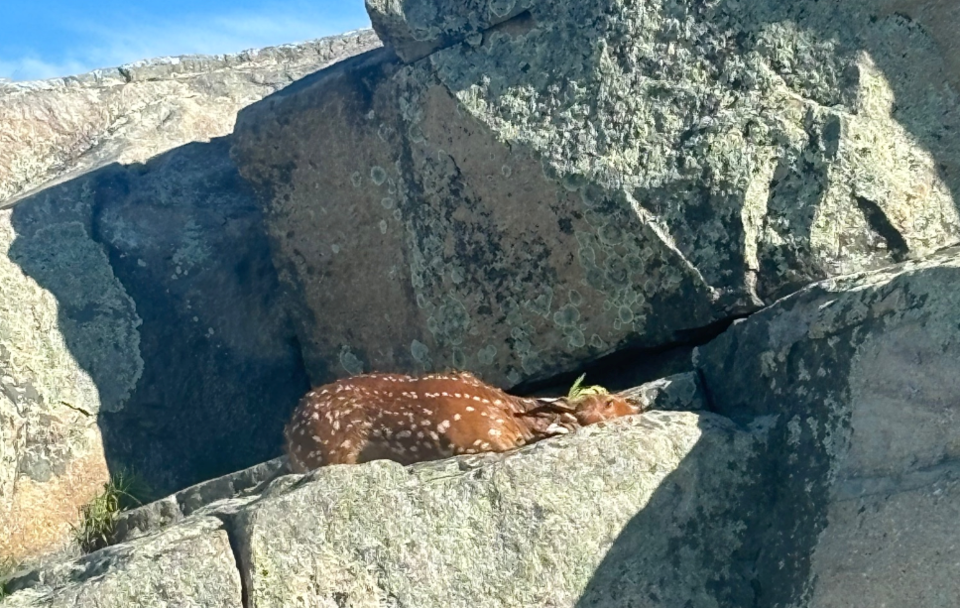 big-rock-deer-dead-fawn