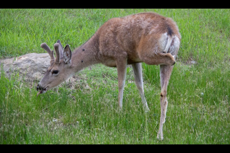 A three-legged mule deer photographed near the Cimarron neighbourhood on June 8.
