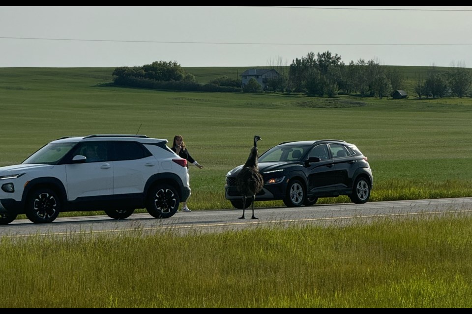 An emu on the loose near Highway 22x before being captured near Red Deer Lake School on the morning of June 19. 