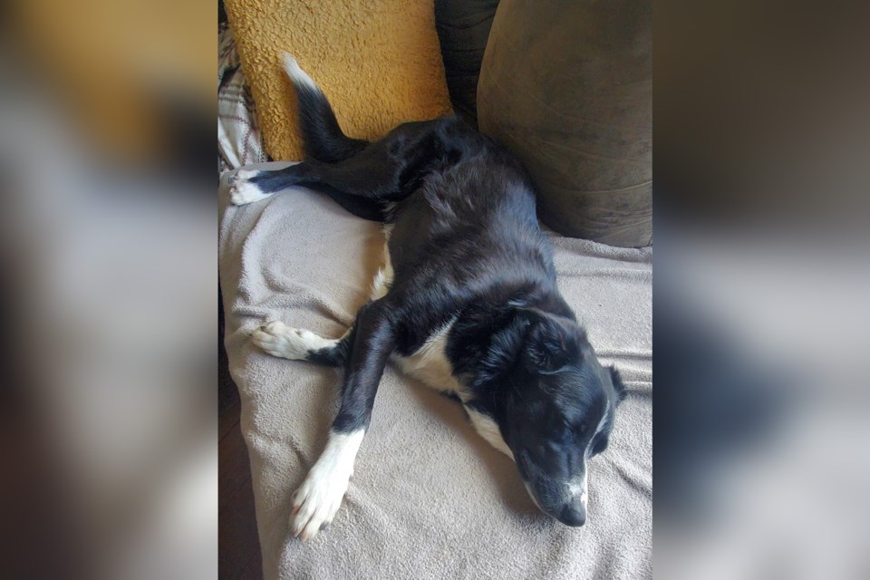 Lola, a 14-month old collie, rests at home after being attacked by a deer during a walk in Cimarron on June 19