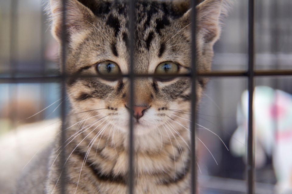 Simba at Pound Rescue's barbecue fundraiser on Aug. 10.