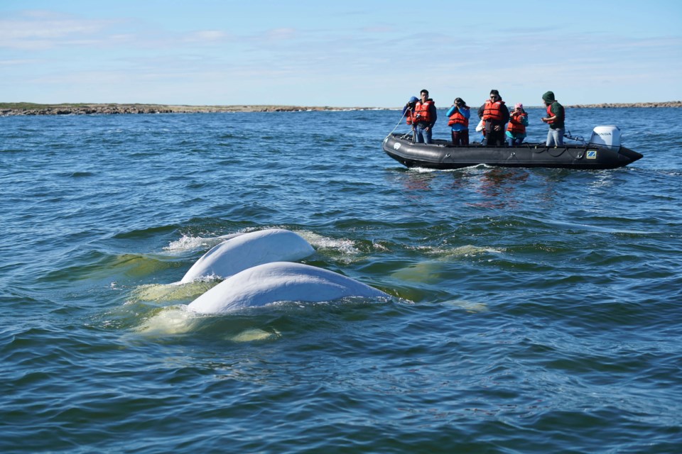 An estimated one-third of the world’s belugas spend their summer months in western Hudson Bay.