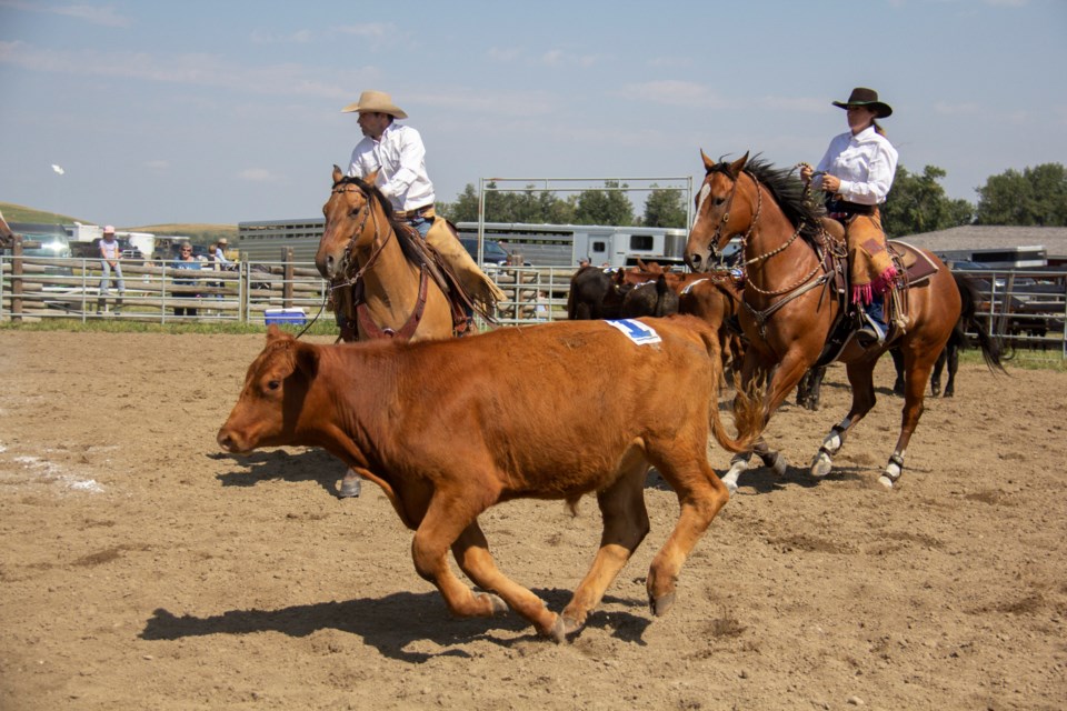 K over Lazy A takes part in team sorting during the Bar U Ranch's Old Time Ranch Rodeo on Aug. 18.