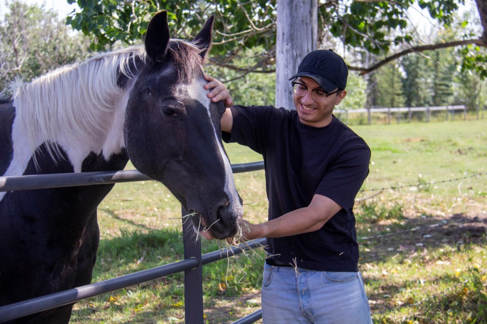 Ahmed Sultan feeds a horse at Tierra Flores Florals & Botanicals on Aug. 18, during Alberta Open Farm Days.