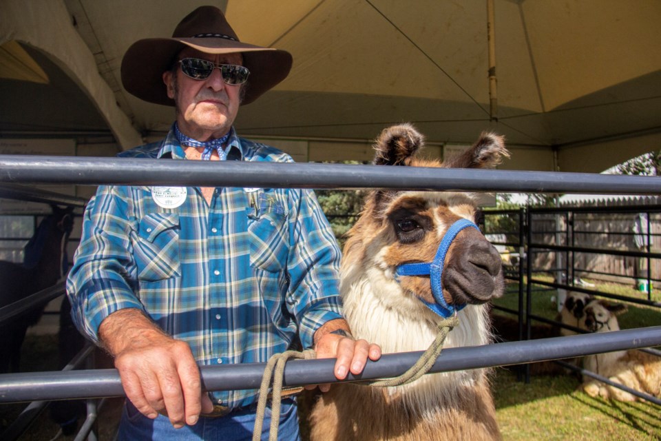 Don Bevans poses alongside Dainty the llama during the Priddis & Millarville Fair on Aug. 18.