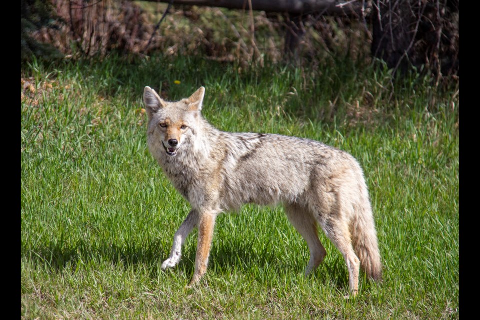 A coyote on the prowl near Northgate Drive in Okotoks on May 10. In a Facebook post tallying wildlife sightings in town, 204 people reported seeing coyotes in Okotoks.