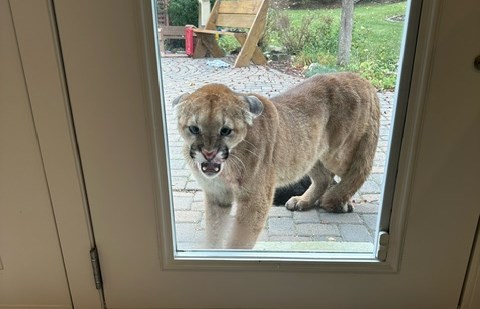 A cougar behaves aggressively while being filmed by Jessica Low on Sept. 10 in a community near Priddis.